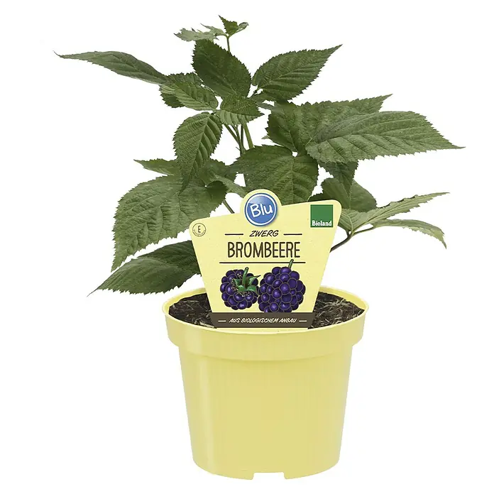 Blu Brombeere - Rubus fruticosus, Topfgröße: 12 cm, Erntezeit: August - Brombeerpflanze 'Zwerg' im gelben Topf. Die Pflanze hat grüne Blätter und trägt ein Etikett mit dem Namen und dem Bio-Siegel.