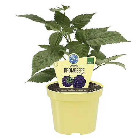 Blu  Brombeere