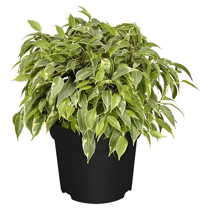 Piardino Zimmerpflanzen-Set - Ficus Mix - 3 tlg., Ficus benjamina 'Green Kinky', Ficus benjamina 'Kinky', Ficus elastica 'Abidjan' - Die Ficus benjamina 'Variegata' Zimmerpflanze in einem schwarzen Topf ist ein dekoratives und pflegeleichtes Element für jedes Zuhause.