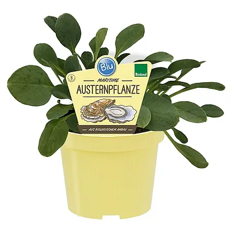 Blu Bio Austernpflanze