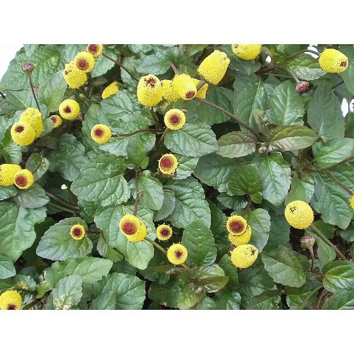 Blu Bio Prickelknöpfe - Spilanthes oleraces, Topfgröße: 12 cm - Ein üppiger Busch mit gelben Golfrasenblumen und grünen Blättern, die Frische und natürliche Schönheit zeigen.