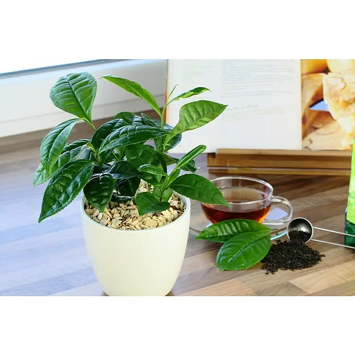 Blu Echte Teepflanze - Camellia sinensis, Topfgröße: 12 cm - Teepflanze in einem weißen Topf neben einer Tasse Tee und losem Tee, die das ideale Ambiente für eine entspannende Teepause schaffen.