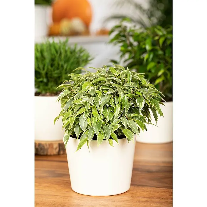 Piardino Zimmerpflanzen-Set - Ficus Mix - 3 tlg., Ficus benjamina 'Green Kinky', Ficus benjamina 'Kinky', Ficus elastica 'Abidjan' - Nahaufnahme einer Ficus benjamina 'Variegata' Pflanze in einem weißen Topf, die auf einem Holztisch steht.