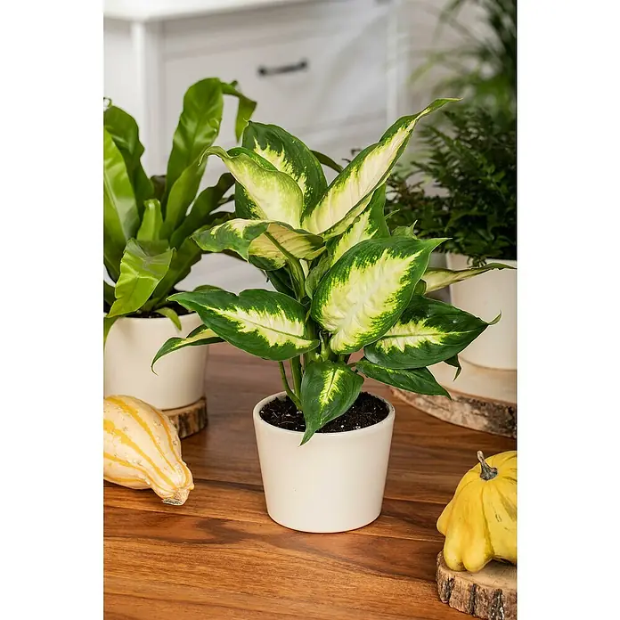 Piardino Zimmerpflanzen-Set - Dieffenbachia Mix - 3 tlg., Dieffenbachia camilla, Dieffenbachia compacta - Dekorative Dieffenbachia Pflanze im Topf, umgeben von Kürbissen und anderen Pflanzen, ideal für eine gemütliche Herbstdekoration.