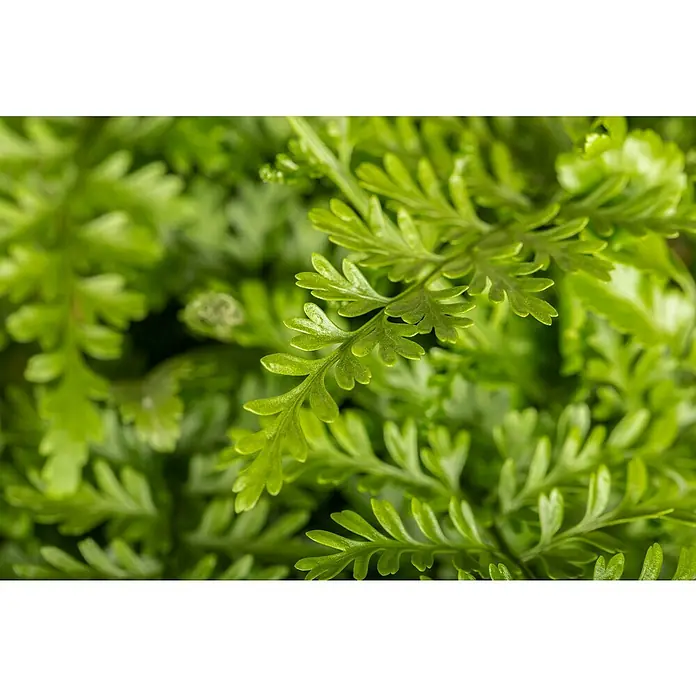 Piardino Zimmerpflanzen-Set - Farn Mix - 3 tlg., Nephrolepis exaltata 'Boston', Asplenium 'Parvati', Asplenium antiquum - Nahaufnahme eines üppigen grünen Farns mit filigranen Blättern, die eine dichte, natürliche Textur bilden. Ideal für Dekoration und beruhigende Bilder.