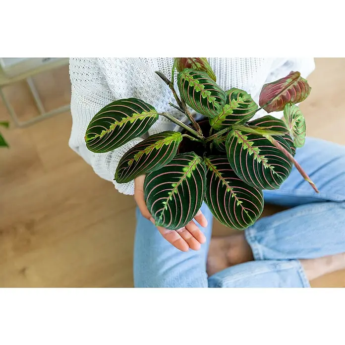 Piardino Zimmerpflanzen-Set - Blattschmuck Mix - 3 tlg., Codiaeum variegatum 'Sunny Star', Peperomia caperata 'Lilian', Maranta leuconeura 'Fascinator Tricolor' - Eine Person hält eine Gebetspflanze mit auffälligen Blättern in einem Topf, die sich durch ihre dunkelgrüne Farbe und rosa Adern auszeichnet.