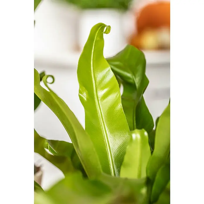 Piardino Zimmerpflanzen-Set - Farn Mix - 3 tlg., Nephrolepis exaltata 'Boston', Asplenium 'Parvati', Asplenium antiquum - Nahaufnahme eines grünen Nestfarns mit gewellten Blättern, die sich nach oben kräuseln und eine frische, lebendige Textur zeigen.