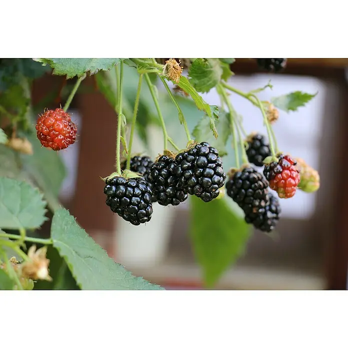 Blu Brombeere - Rubus fruticosus, Topfgröße: 12 cm, Erntezeit: August - Nahaufnahme von reifen und unreifen Brombeeren an einem Zweig, die die verschiedenen Reifestadien der Früchte zeigen.