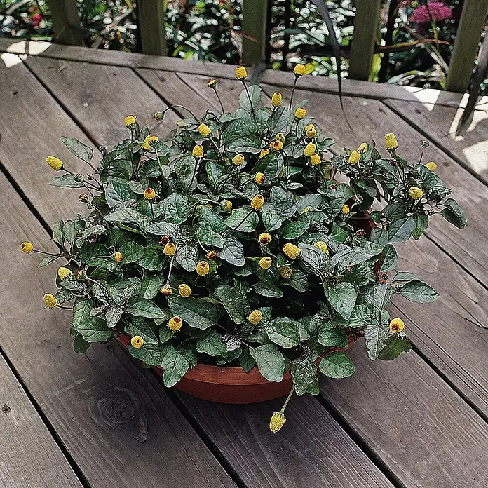 Blu Bio Prickelknöpfe - Spilanthes oleraces, Topfgröße: 12 cm - Blumentopf mit grünen Blättern und kleinen gelben Blüten, der auf einer Holzterrasse steht.