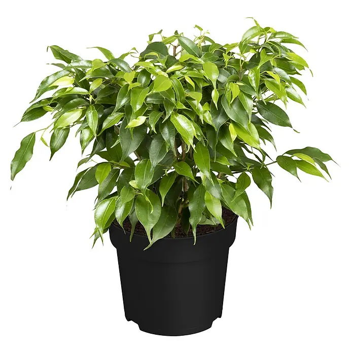Piardino Zimmerpflanzen-Set - Ficus Mix - 3 tlg., Ficus benjamina 'Green Kinky', Ficus benjamina 'Kinky', Ficus elastica 'Abidjan' - Attraktive Zimmerpflanze: Ficus benjamina im schwarzen Topf. Ein grünes Highlight für jeden Raum, perfekt für ein stilvolles Ambiente.