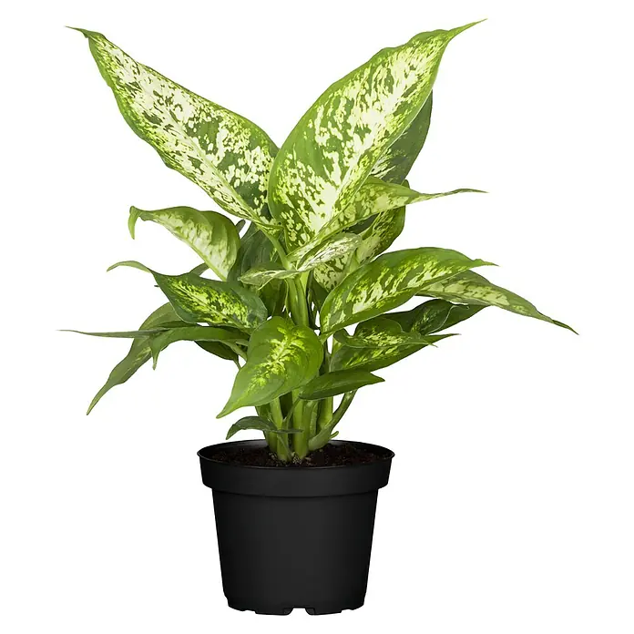 Piardino Zimmerpflanzen-Set - Dieffenbachia Mix - 3 tlg., Dieffenbachia camilla, Dieffenbachia compacta - Dieffenbachia Zimmerpflanze in einem schwarzen Topf, mit grünen Blättern, die mit weißen Flecken bedeckt sind, ideal für die Dekoration von Innenräumen.