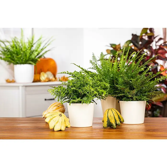 Piardino Zimmerpflanzen-Set - Farn Mix - 3 tlg., Nephrolepis exaltata 'Boston', Asplenium 'Parvati', Asplenium antiquum - Herbstliche Tischdekoration mit Farnen in weißen Töpfen und Zierkürbissen, die eine gemütliche Atmosphäre schaffen.