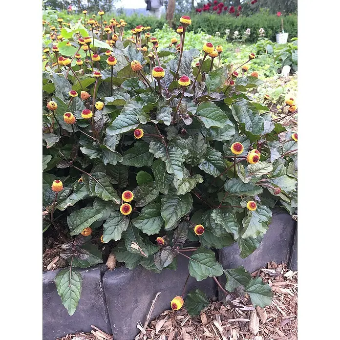 Blu Bio Prickelknöpfe - Spilanthes oleraces, Topfgröße: 12 cm - Blühende Knopfblume mit grünen Blättern und roten und gelben Blüten. Diese Sorte ist eine schöne Ergänzung für jeden Garten.