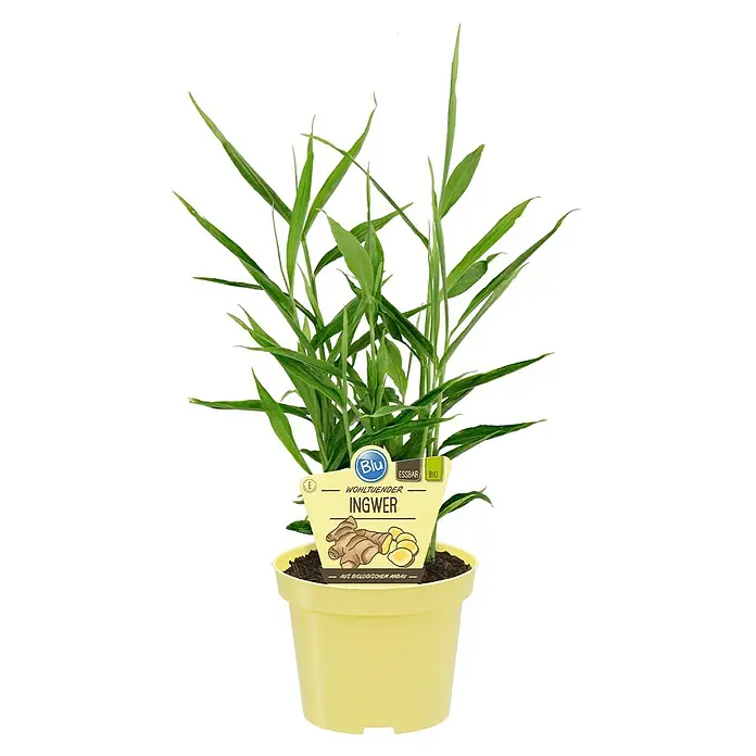 Blu Bio Ingwer -  - Ein Topf mit Bio-Ingwer der Marke Blu, essbar und wohltuend, in einem gelben Topf. Aus biologischem Anbau.
