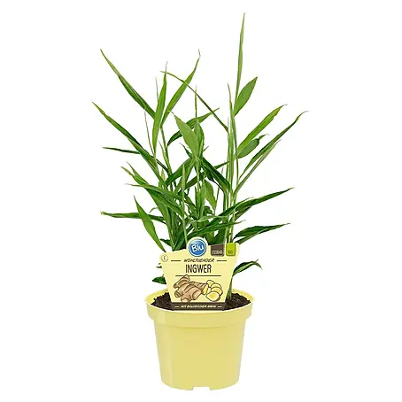 Blu Bio Ingwer