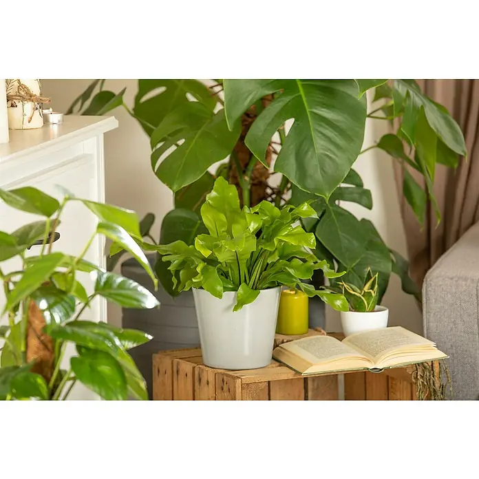 Piardino Zimmerpflanzen-Set - Farn Mix - 3 tlg., Nephrolepis exaltata 'Boston', Asplenium 'Parvati', Asplenium antiquum - Zimmerpflanzen-Arrangement mit einem Fokus auf einem grünen Farn in einem weißen Topf, platziert auf einer Holzkiste mit einem Buch.