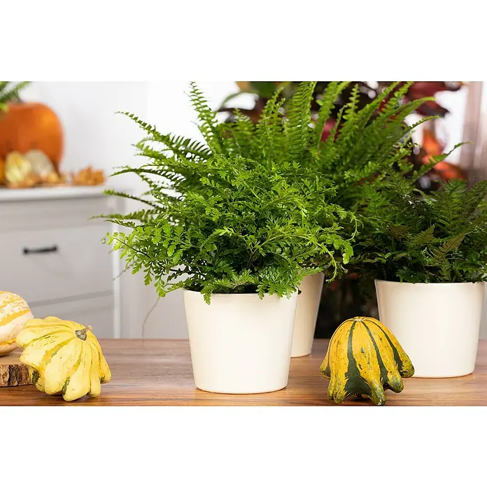 Piardino Zimmerpflanzen-Set - Farn Mix - 3 tlg., Nephrolepis exaltata 'Boston', Asplenium 'Parvati', Asplenium antiquum - Nahaufnahme von drei Farnen in weißen Töpfen auf einem Tisch mit gelben Zierkürbissen für eine herbstliche Dekoration.
