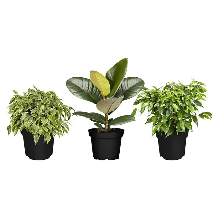 Piardino Zimmerpflanzen-Set - Ficus Mix - 3 tlg., Ficus benjamina 'Green Kinky', Ficus benjamina 'Kinky', Ficus elastica 'Abidjan' - Drei Zimmerpflanzen in schwarzen Töpfen, darunter ein Gummibaum und zwei Fikusarten, vor dunklem Hintergrund.