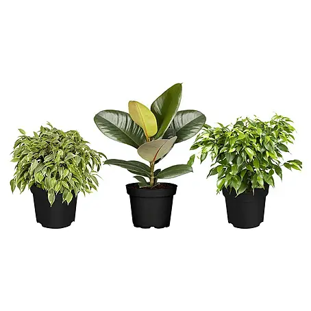 Piardino  Zimmerpflanzen-Set