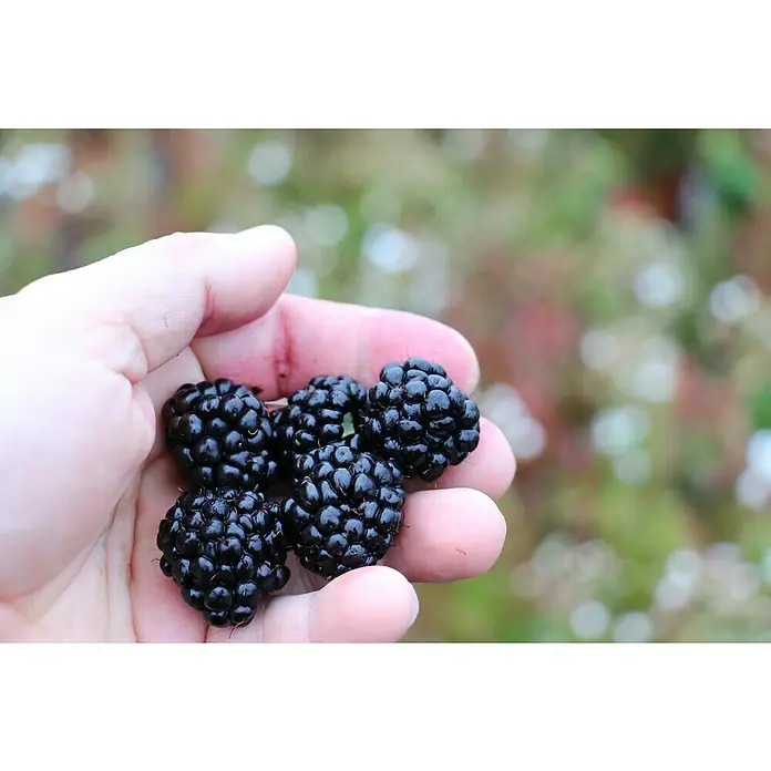 Blu Brombeere - Rubus fruticosus, Topfgröße: 12 cm, Erntezeit: August - Eine Handvoll reifer Brombeeren, frisch gepflückt und bereit zum Genießen, präsentiert die natürliche Süße des Sommers.