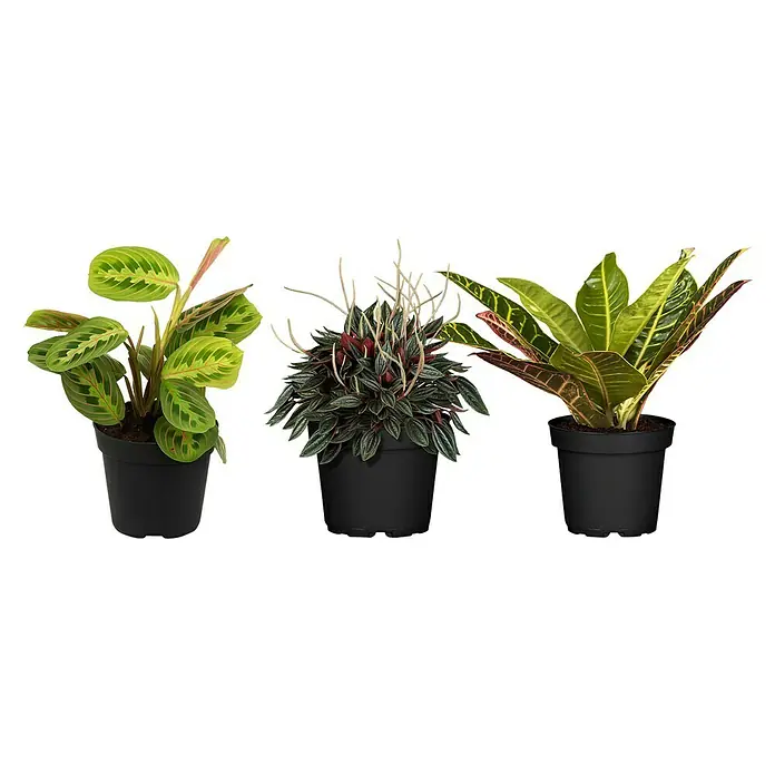 Piardino Zimmerpflanzen-Set - Blattschmuck Mix - 3 tlg., Codiaeum variegatum 'Sunny Star', Peperomia caperata 'Lilian', Maranta leuconeura 'Fascinator Tricolor' - Drei Zimmerpflanzen in schwarzen Töpfen, von links nach rechts: eine Gebetspflanze, eine Zwerg-Pfefferpflanze und eine Krotonpflanze.