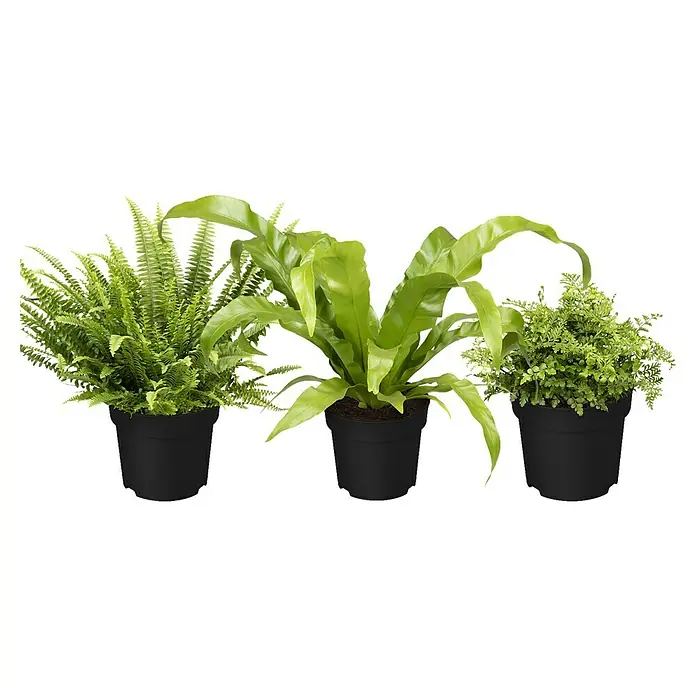 Piardino Zimmerpflanzen-Set - Farn Mix - 3 tlg., Nephrolepis exaltata 'Boston', Asplenium 'Parvati', Asplenium antiquum - Eine Nahaufnahme von drei Topfpflanzen: ein Schwertfarn, ein Nestfarn und ein Venushaarfarn, alle in schwarzen Töpfen.