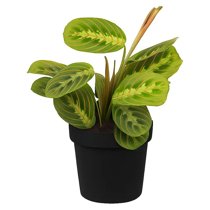 Piardino Zimmerpflanzen-Set - Blattschmuck Mix - 3 tlg., Codiaeum variegatum 'Sunny Star', Peperomia caperata 'Lilian', Maranta leuconeura 'Fascinator Tricolor' - Elegante Gebetspflanze in einem stilvollen schwarzen Topf. Perfekt für jeden Raum und bringt einen Hauch von Natur in Ihr Zuhause.