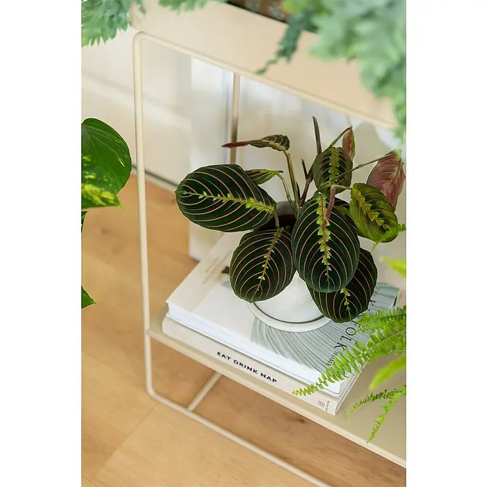 Piardino Zimmerpflanzen-Set - Blattschmuck Mix - 3 tlg., Codiaeum variegatum 'Sunny Star', Peperomia caperata 'Lilian', Maranta leuconeura 'Fascinator Tricolor' - Zimmerpflanze Maranta im Topf auf einem kleinen Tisch mit Büchern, die dem Raum eine natürliche und stilvolle Note verleihen.