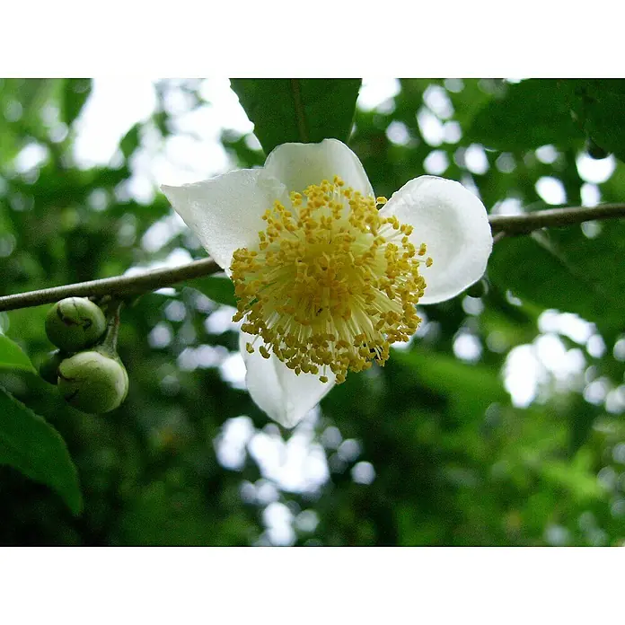 Blu Echte Teepflanze - Camellia sinensis, Topfgröße: 12 cm - Nahaufnahme einer Kamelienblüte mit weißen Blütenblättern und leuchtend gelben Staubgefäßen, umgeben von grünen Blättern und Knospen.