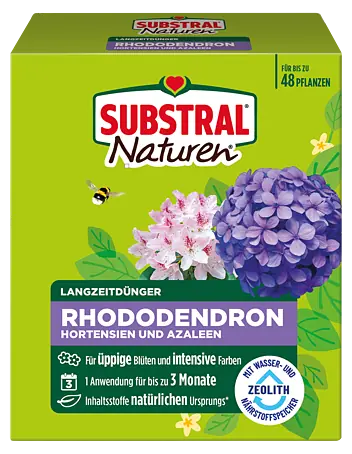 taxus klein Jetzt Zwergeibe 'Renke's Kleiner Grüner' ® online kaufen bei Bohlken  Pflanzenversand – Bohlken Pflanzenversand GbR