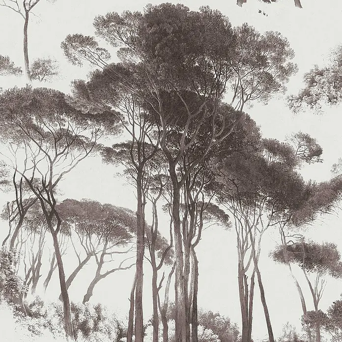 Tadessi Vliestapete M1-No.499 - Schwarz, Floral, 10,05 x 0,53 m - Monochromes Bild eines dichten Waldes hoher Bäume.