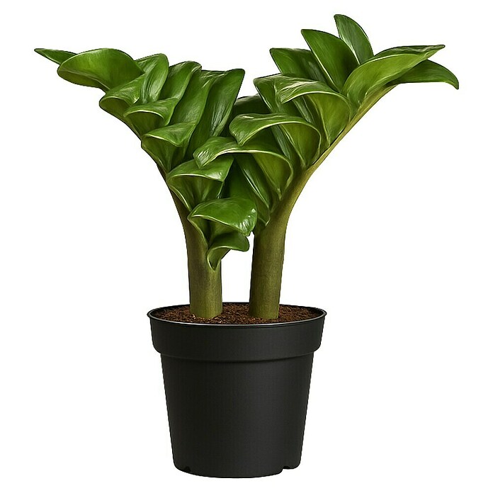 farn wurmfarn Echter Wurmfarn - Dryopteris filix-mas