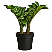 Piardino Glücksfeder (Zamioculcas zamiifolia Zenzi, Topfgröße: 9 cm) | BAUHAUS