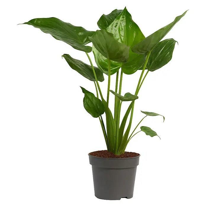 Piardino Pfeilblatt - Alocasia cucullata, Topfgröße: 24 cm - Üppige Zimmerpflanze in einem schlichten, grauen Topf, die mit ihren glänzenden, grünen Blättern einen Hauch von Natur in jeden Raum bringt.