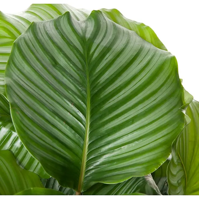 Piardino Korbmarante - Calathea orbifolia, Topfgröße: 27 cm - Nahaufnahme eines Calathea Ornata Blattes mit hellgrünen Streifen und ausgeprägten Blattadern. Eine detailreiche Darstellung.