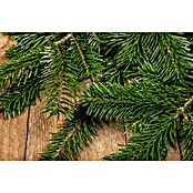 Normanntanne-Reisig 0  im 4 Kg Bund