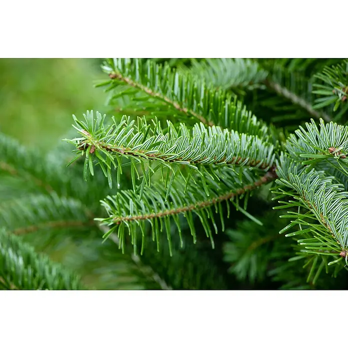 Piardino Nordmanntanne getopft - 125 cm - 150 cm, Abies nordmanniana, Topfgewachsen - Nahaufnahme von Tannenzweigen, die die frische, grüne Farbe und die feinen Nadeln hervorheben. Perfekt für Weihnachtsdekorationen.