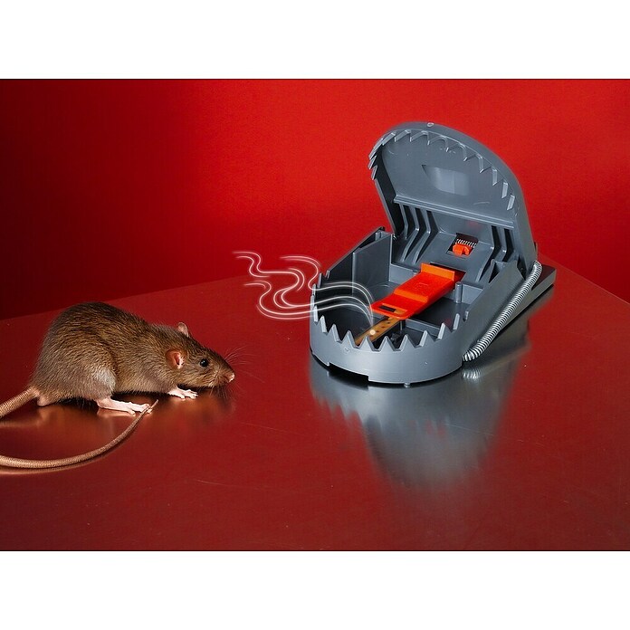 Swissinno Trampa para ratas (Tipo: Trampa para atrapar animales vivos) | BAUHAUS