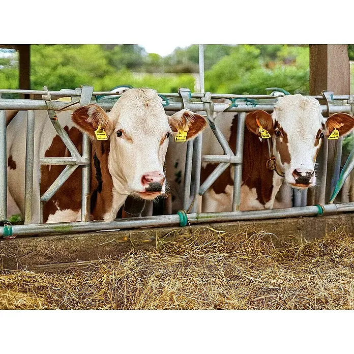 Swissinno Cebo de recambio para moscas - 2 ud. - Dos vacas marrones y blancas están en un establo, mirando hacia fuera con curiosidad. Las marcas amarillas en la oreja son bien visibles.