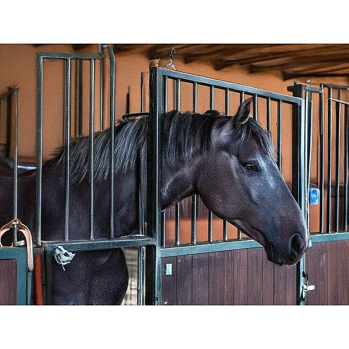 Swissinno Cebo de recambio para moscas - 2 ud. - Un caballo oscuro en un establo enrejado mira atentamente hacia un lado, con un pelaje brillante iluminado por el establo.