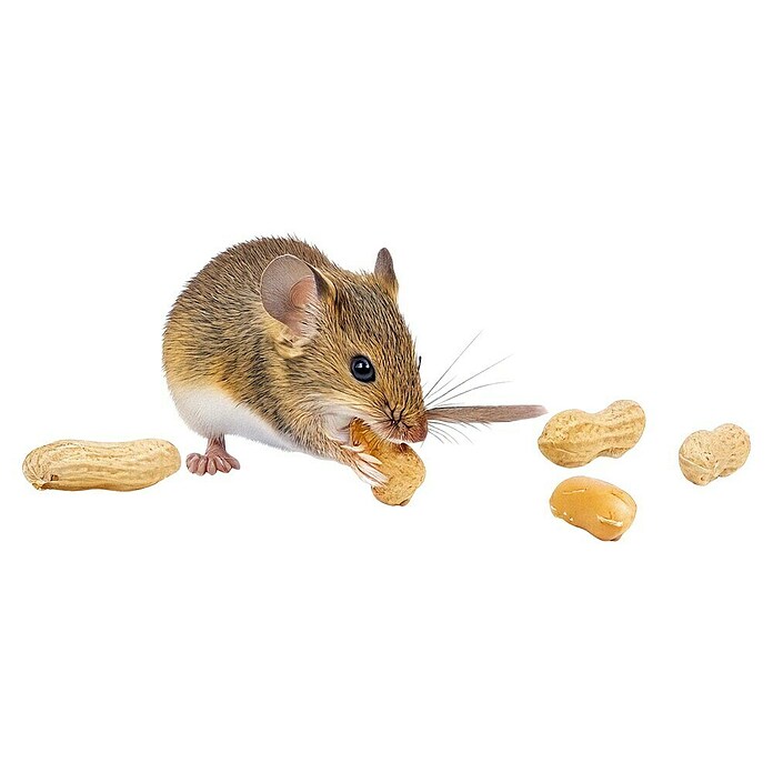 Swissinno Trampa para ratas Cebo remplazo (Preparado para cebo)