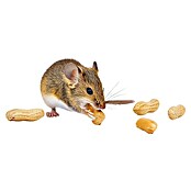 Swissinno Trampa para ratas Cebo remplazo (Preparado para cebo)
