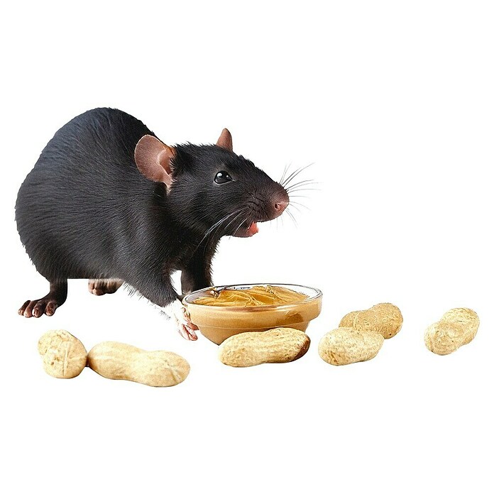 Swissinno Trampa para ratas Cebo remplazo (Preparado para cebo)