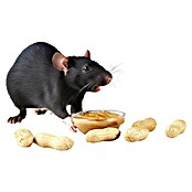 Swissinno Trampa para ratas Cebo remplazo (Preparado para cebo)