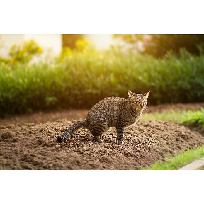 Swissinno Ultrasonido ahuyentador de animales Repeller Pro (Rendimiento térmico: 100 m²)