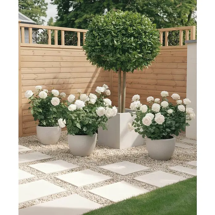 Andrewex Sichtschutzelement Rosette - B x H: 180 x 180 cm, Kiefer Natur - Elegante Gartengestaltung mit weißen Rosen in stilvollen Töpfen und einem kugelförmigen Baum, umgeben von einer hellen Steinumrandung.