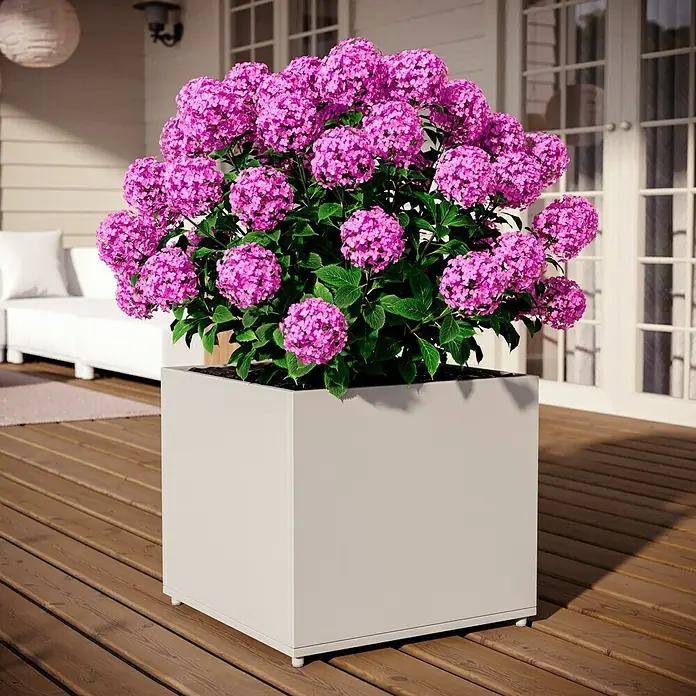 Sunfun Lumar Pflanzkübel eckig - Außenmaß (L x B x H): 50 x 50 x 45 cm, Stahl, Light-Greige - Elegante, quadratische Pflanzgefäß in Grau mit üppiger, pinkfarbener Hortensie, ideal für Terrasse oder Garten.