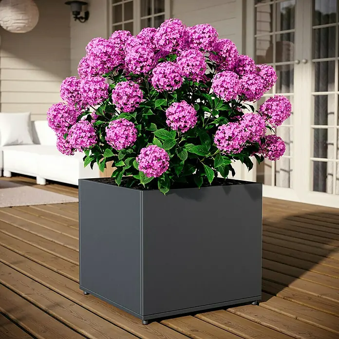 Sunfun Lumar Pflanzkübel eckig - Außenmaß (L x B x H): 50 x 50 x 45 cm, Stahl, Night-Grey - Nahaufnahme eines würfelförmigen Pflanzgefäßes in Anthrazit mit einer üppigen, pinkfarbenen Hortensie auf einer Holzterrasse.