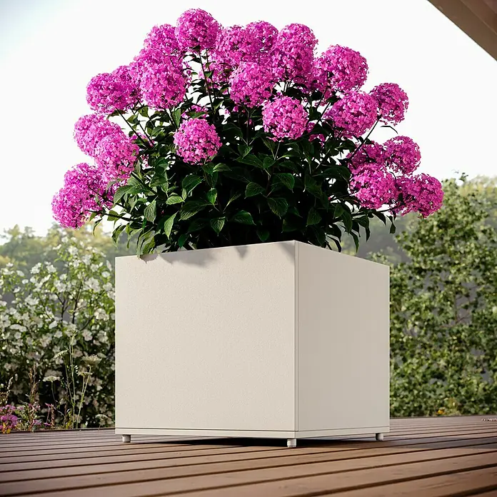Sunfun Lumar Pflanzkübel eckig - Außenmaß (L x B x H): 50 x 50 x 45 cm, Stahl, Light-Greige - Ein quadratischer Pflanzkübel in Beige mit üppigen rosa Hortensien, der eine elegante Note im Außenbereich verleiht.