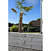 Christoph Mauerstein Collo-Block (60 x 10,5 x 14 cm, Silbergrau, Beton) | BAUHAUS